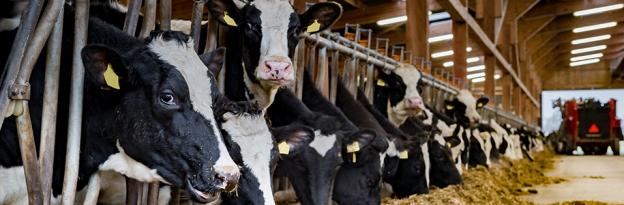 Was ist die beste Stallbeleuchtung? 