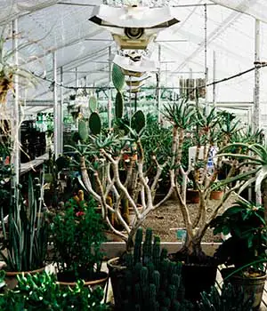 Pflanzenleuchten im Gewächshaus